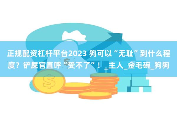 正规配资杠杆平台2023 狗可以“无耻”到什么程度？铲屎官直呼“受不了”！_主人_金毛碗_狗狗