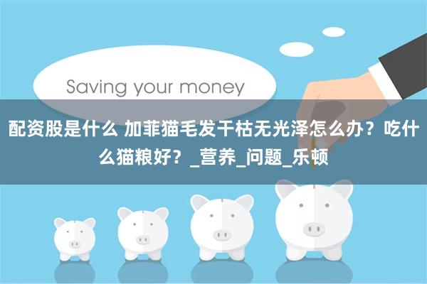 配资股是什么 加菲猫毛发干枯无光泽怎么办？吃什么猫粮好？_营养_问题_乐顿