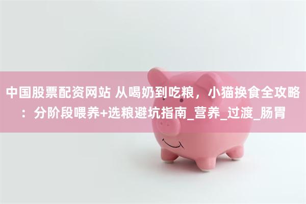 中国股票配资网站 从喝奶到吃粮，小猫换食全攻略：分阶段喂养+选粮避坑指南_营养_过渡_肠胃
